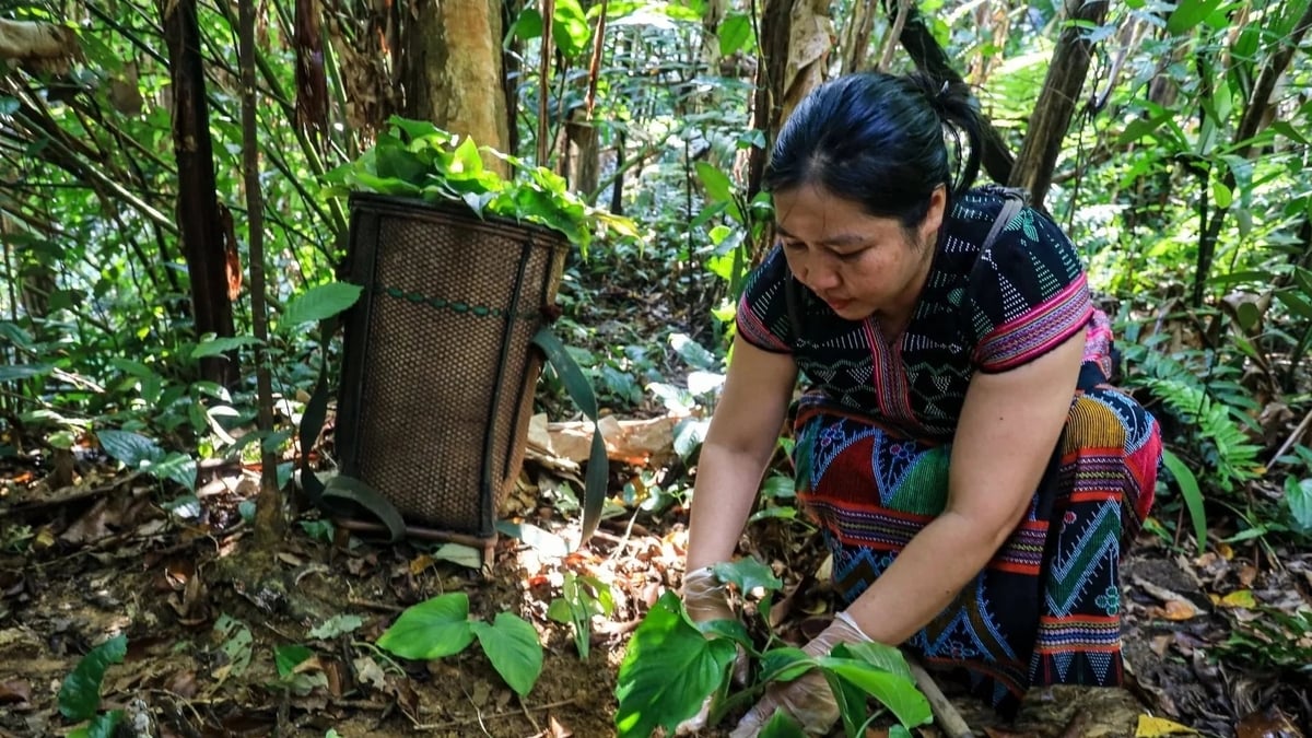 Đà Nẵng định hướng phát triển đa dạng các mô hình sinh kế như trồng rừng, phát triển cây dược liệu... Ảnh: Phạm Huy.