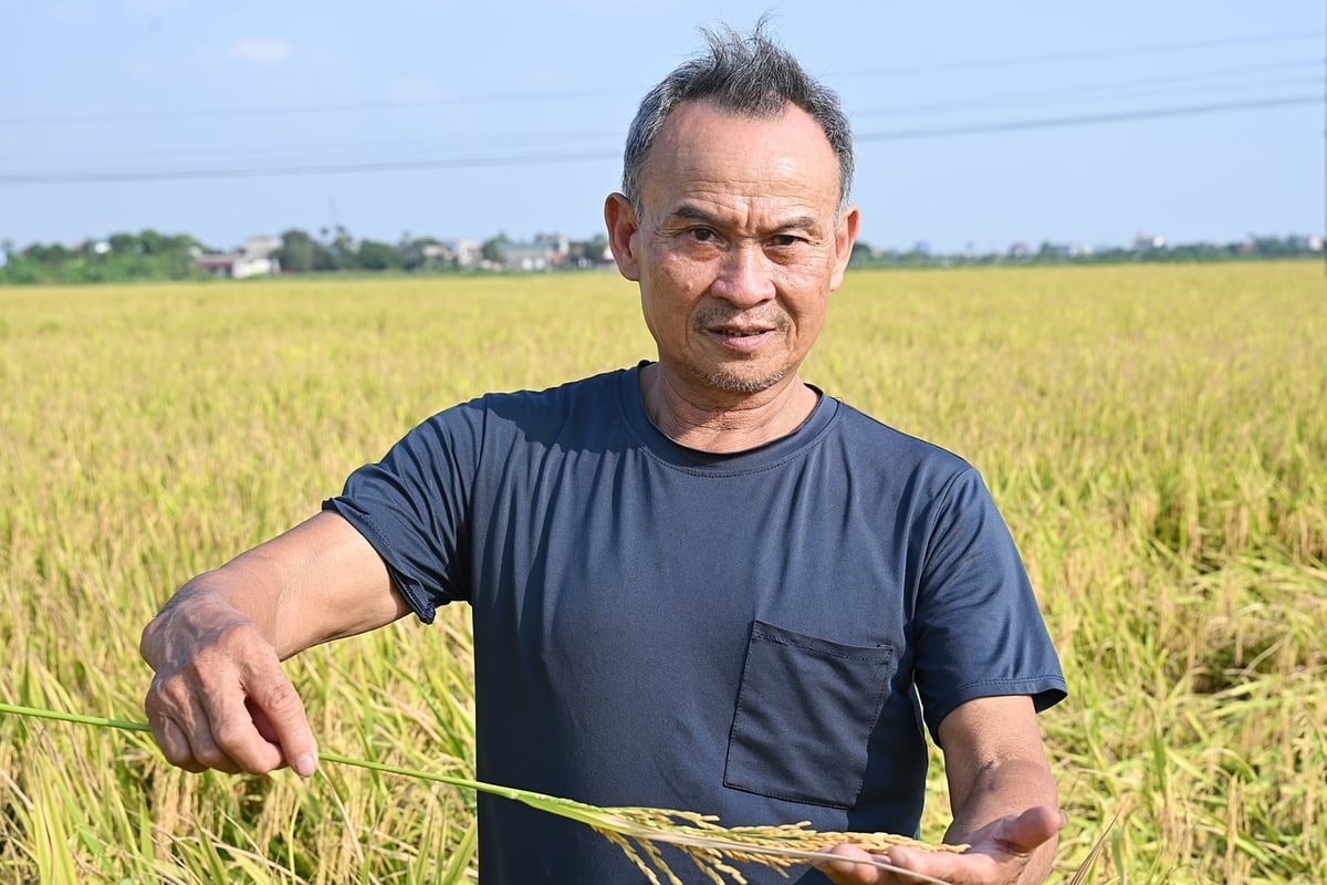 Theo ông Hán, lúa trong mô hình giảm phát thải đứng cây và đồng đều hơn. Ảnh: Bảo Thắng.