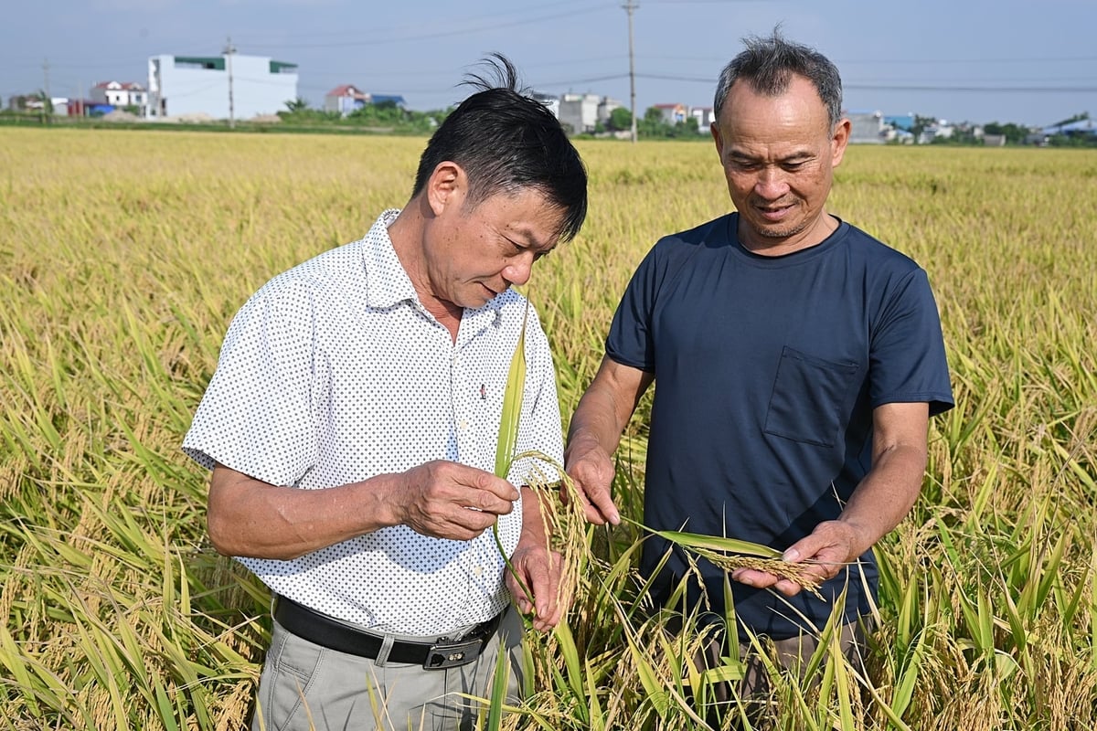 Ông Dương Văn Sĩ, Phó Giám đốc Hợp tác xã Dịch vụ nông nghiệp Liên Hiệp (trái) thăm đồng cùng ông Hán. Ảnh: Bảo Thắng.