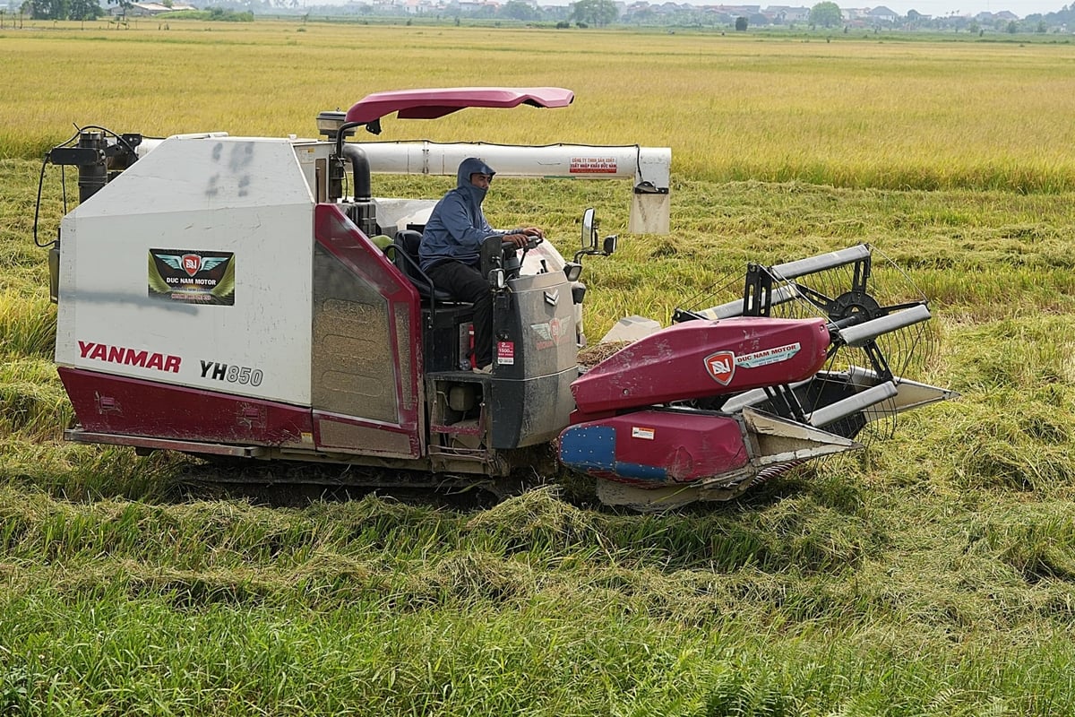 Một số khu vực thuộc tỉnh Hưng Yên lúa đã đến kỳ thu hoạch. Ảnh: Bảo Thắng.