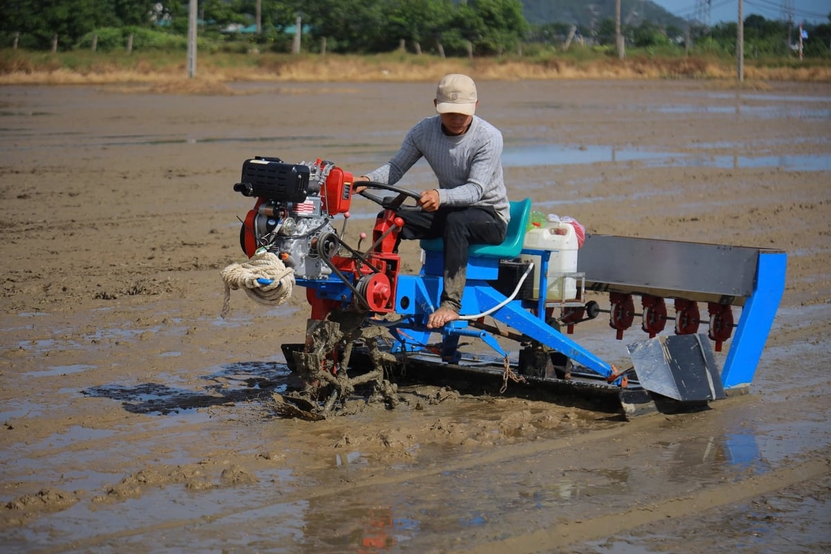 Mô hình sạ lúa theo cụm bằng máy kỳ vọng mang lại nhiều lợi ích thiết thực cho nông dân. Ảnh: Ngọc Linh.