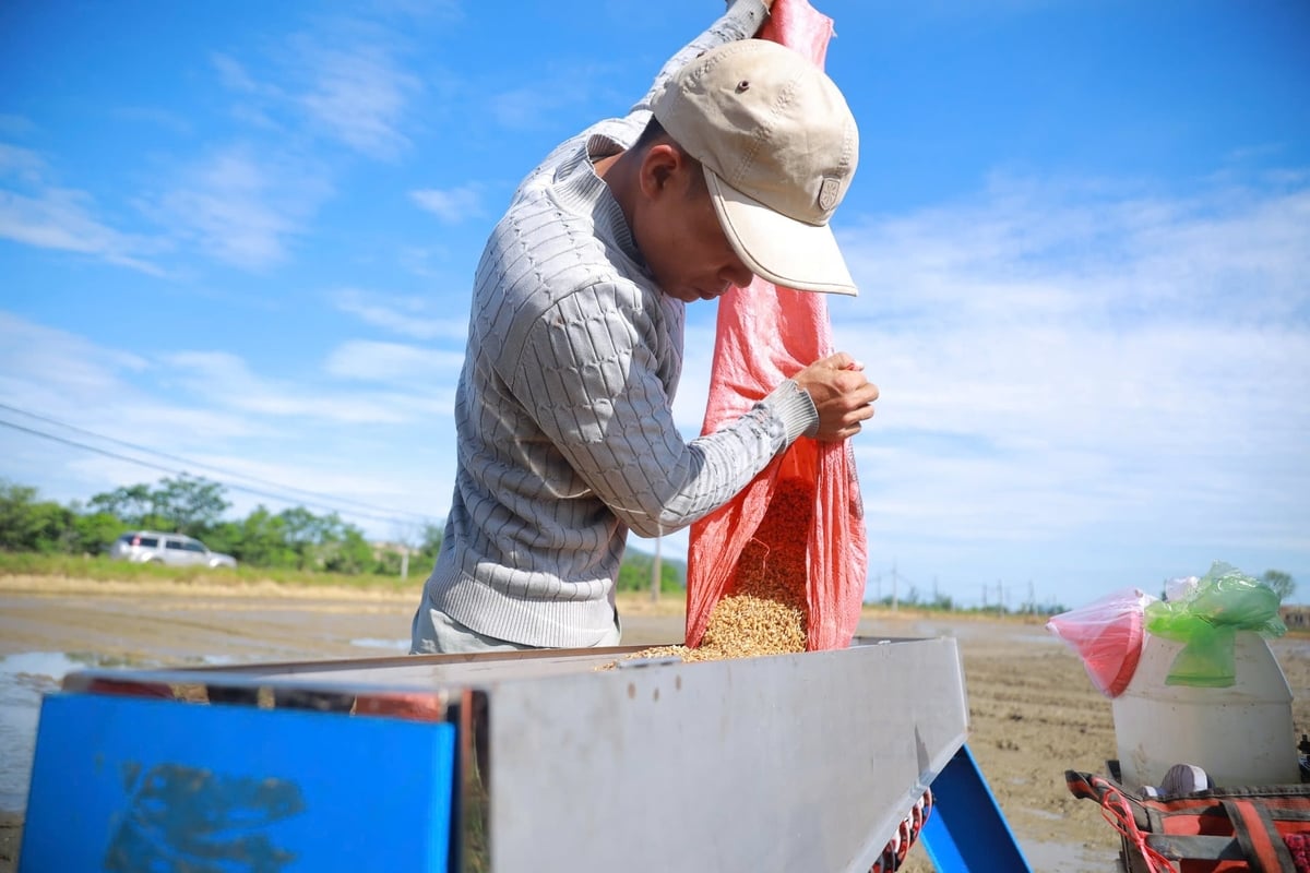 Sạ cụm bằng máy giúp nhà nông tiết kiệm đáng kể lượng giống. Ảnh: Ngọc Linh.