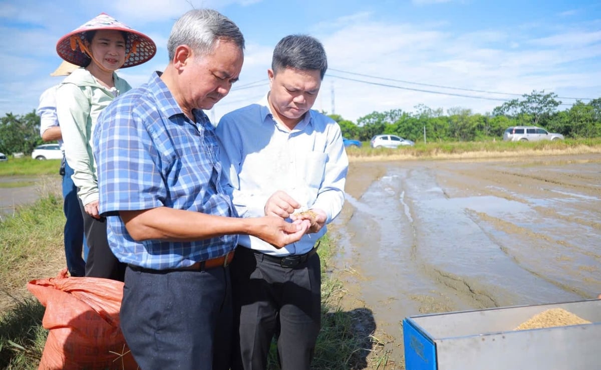 Viện Khoa học Kỹ thuật Nông nghiệp Bắc Trung Bộ đang tiếp tục theo dõi mô hình. Ảnh: Ngọc Linh.