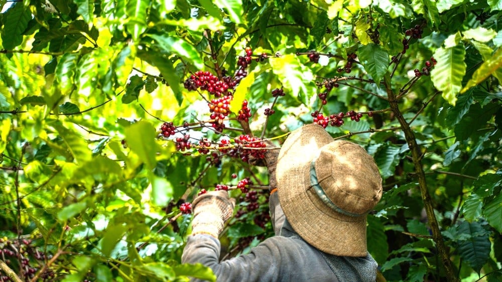Sản xuất cà phê ở Gia Lai hướng đến quy định EUDR. Ảnh: ĐL. Sản xuất cà phê ở Gia Lai hướng đến quy định EUDR. Ảnh: ĐL.