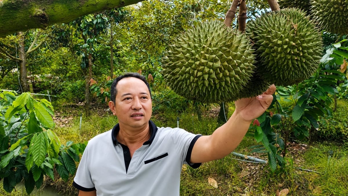 Ông Nguyễn Thành Nghĩa kiểm tra trái sầu riêng Black Thorn trồng tại vườn nhà. Ảnh: Minh Đảm. Ông Nguyễn Thành Nghĩa kiểm tra trái sầu riêng Black Thorn trồng tại vườn nhà. Ảnh: Minh Đảm.