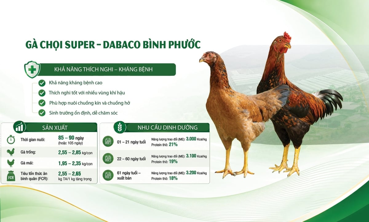 Giống gà Chọi Super - Dabaco Bình Phước mang lại hiệu quả rõ rệt tới người chăn nuôi nhờ năng suất vượt trội và tỉ lệ tiêu tốn thức ăn (FCR) tối ưu. Ảnh: Thuyết Lê. Giống gà Chọi Super - Dabaco Bình Phước mang lại hiệu quả rõ rệt tới người chăn nuôi nhờ năng suất vượt trội và tỉ lệ tiêu tốn thức ăn (FCR) tối ưu. Ảnh: Thuyết Lê.
