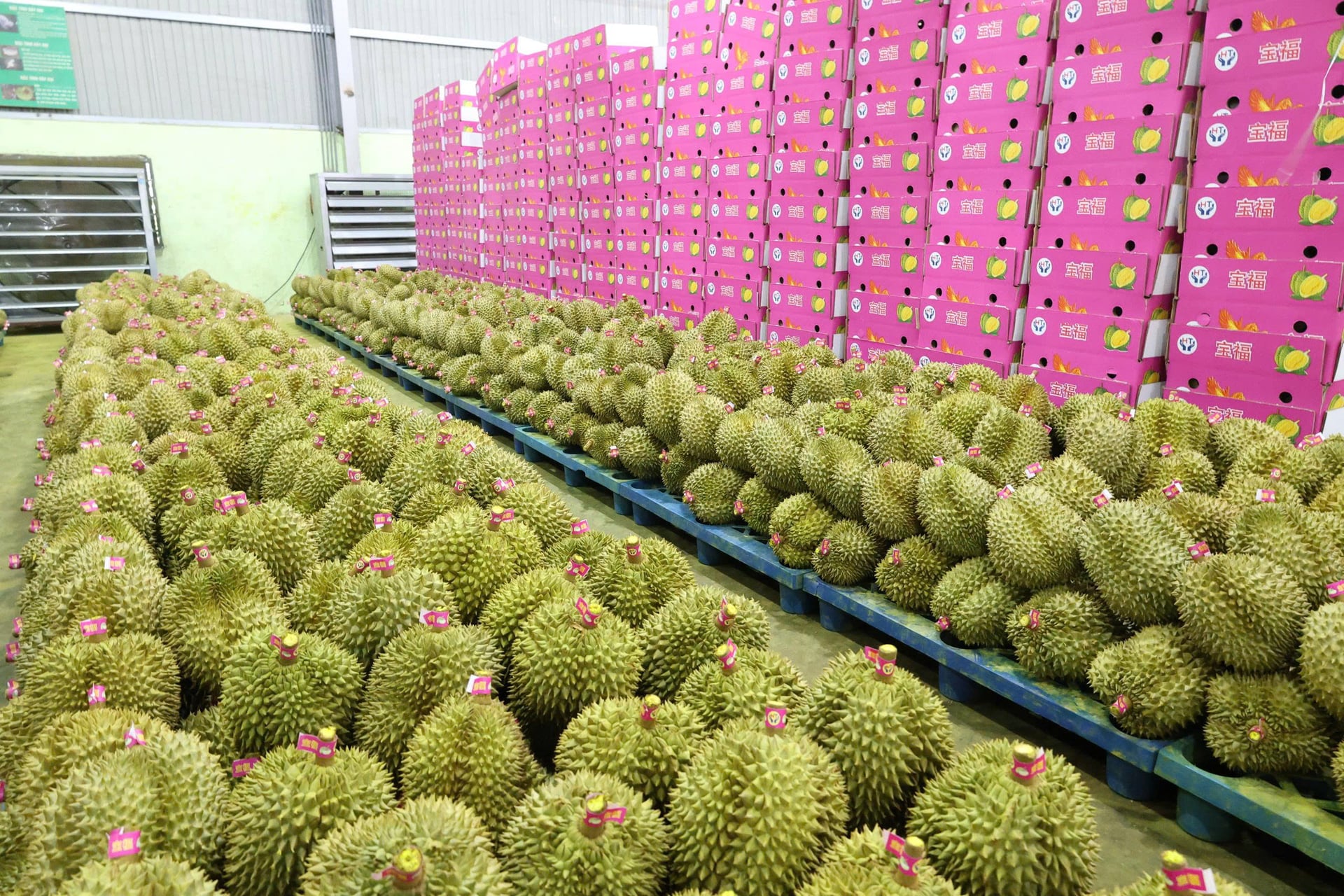Sầu riêng được tập kết tại cơ sở đóng gói phục vụ xuất khẩu. Ảnh: Nhật Tiến. Sầu riêng được tập kết tại cơ sở đóng gói phục vụ xuất khẩu. Ảnh: Nhật Tiến.