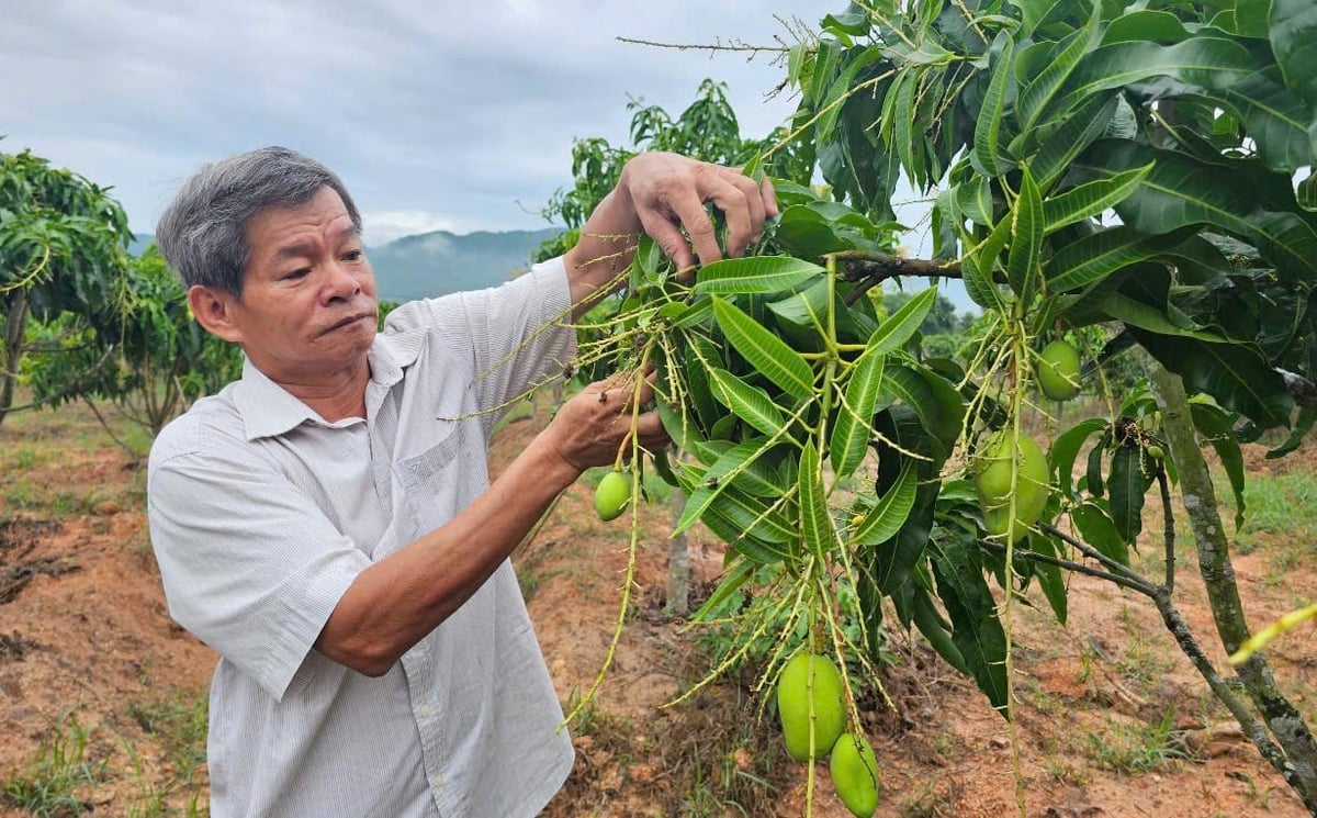 Ông Trinh cho biết gia đình đã thay đổi canh tác xoài theo hướng IPHM. Ảnh: Kim Sơ.