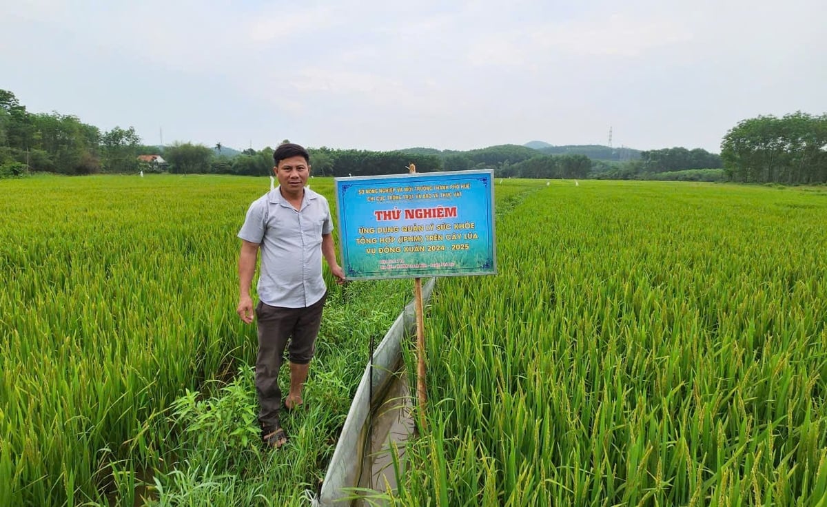 TP Huế tổ chức nhiều lớp tập huấn về quản lý sức khỏe cây trồng tổng hợp (IPHM) trên cây lúa cho nông dân. Ảnh: Văn Dinh.