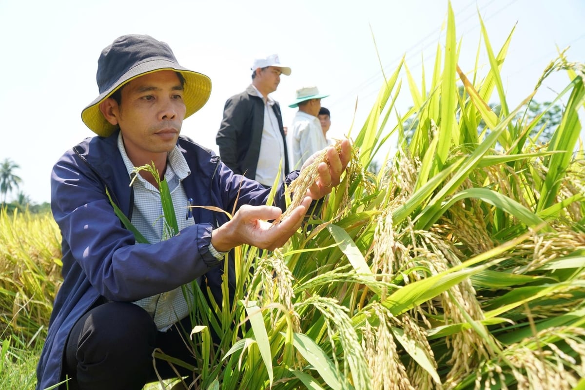 Tổ hội nông dân nghề nghiệp sản xuất, cung cấp lúa gạo sạch Sơn Tịnh (Quảng Ngãi) áp dụng mô hình sản xuất lúa hữu cơ cho hiệu quả kinh tế cao hơn phương thức truyền thống. Ảnh: L.K.