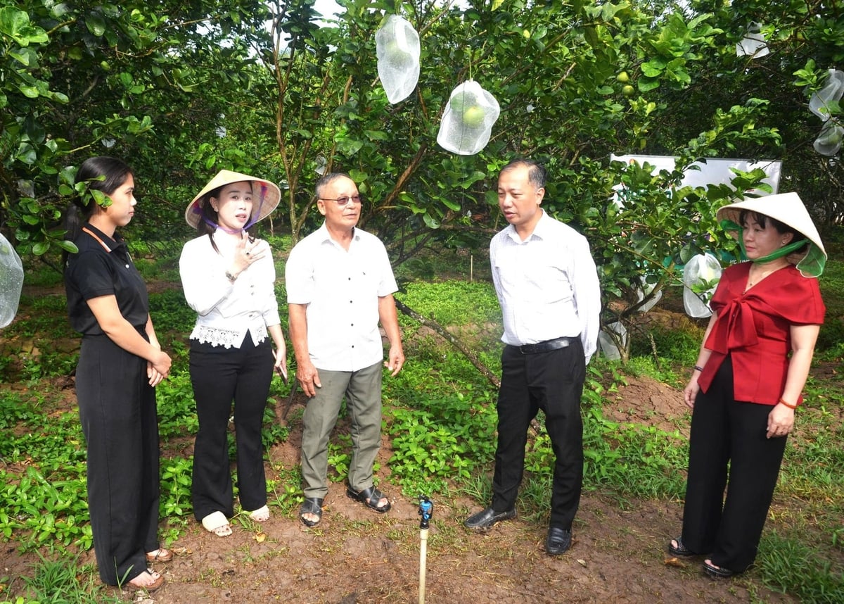 Ông Nguyễn Quang Hiếu, Phó Cục trưởng Cục Trồng trọt và Bảo vệ thực vật (thứ 2 từ phải sang) khảo sát vùng trồng bưởi da xanh tại xã Giao Long. Ảnh: Minh Đảm.