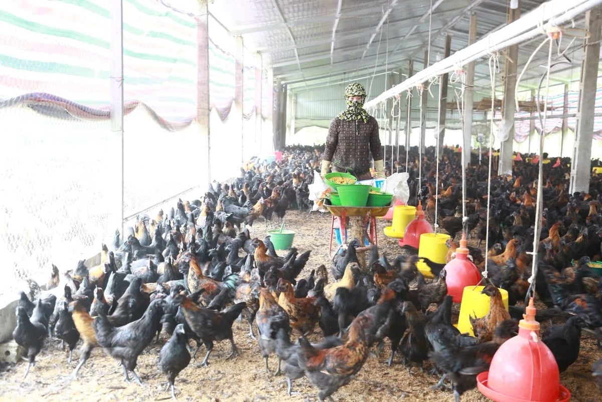 Để chống nóng cho đàn gà, mỗi ngày gia đình chị Tám đều pha điện giải vào nước uống giúp gà hạ nhiệt, đồng thời duy trì hệ thống phun sương, quạt thông gió hoạt động liên tục. Ảnh: Thanh Ngà.