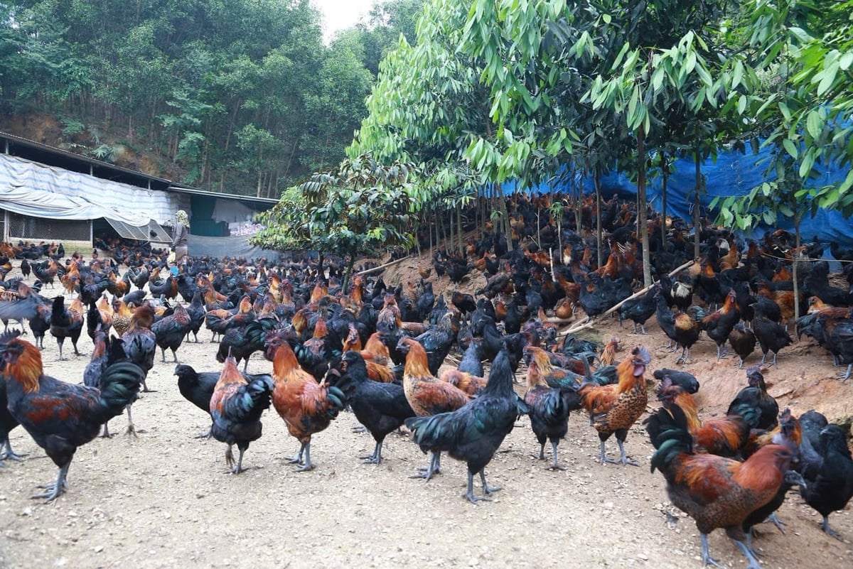 Giá gà đen thương phẩm luôn duy trì ở mức trên 70.000 đồng/kg. Ảnh: Thanh Ngà.