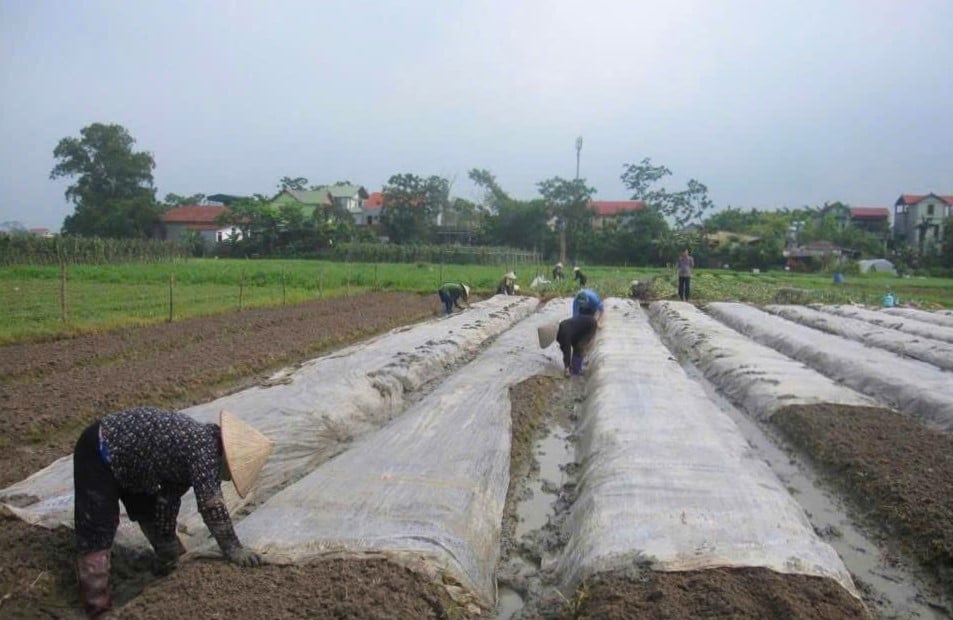 Ủ đất kiểu Nhật ở HTX Rau an toàn Vĩnh Phúc. Ảnh: Dương Đình Tường.