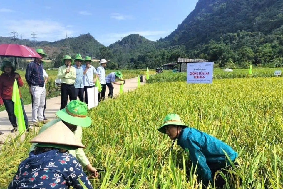 Giống lúa TBH456 có nhiều triển vọng phát triển trên đồng đất Tuyên Quang. Ảnh: Nguyễn Hữu. Giống lúa TBH456 có nhiều triển vọng phát triển trên đồng đất Tuyên Quang. Ảnh: Nguyễn Hữu.