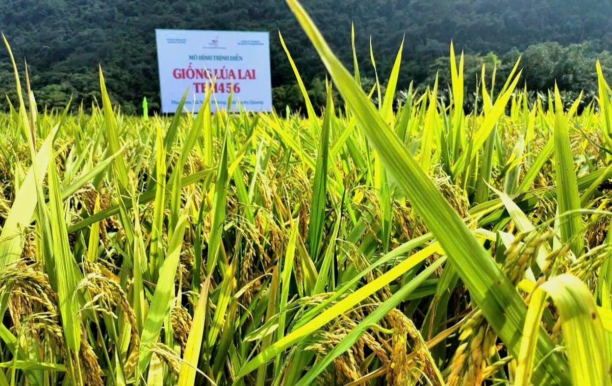 Giống lúa TBH456 có tỷ lệ hạt chắc đạt trên 88%, số hạt chắc trên bông từ 175 - 198 hạt. Ảnh: Nguyễn Hữu. Giống lúa TBH456 có tỷ lệ hạt chắc đạt trên 88%, số hạt chắc trên bông từ 175 - 198 hạt. Ảnh: Nguyễn Hữu.