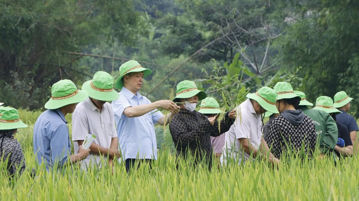 Đại diện cơ quan chuyên môn, doanh nghiệp và người nông dân tham quan mô hình trồng giống lúa lai TBH456 và QL301 tại phường Đức Xuân, tỉnh Thái Nguyên. Ảnh: Sơn Lâm. Đại diện cơ quan chuyên môn, doanh nghiệp và người nông dân tham quan mô hình trồng giống lúa lai TBH456 và QL301 tại phường Đức Xuân, tỉnh Thái Nguyên. Ảnh: Sơn Lâm.
