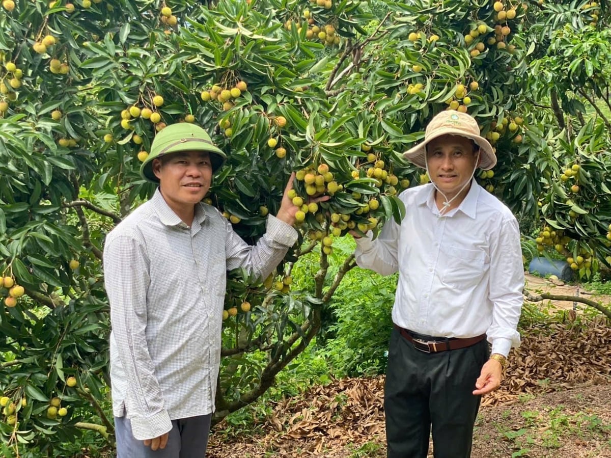 Ông Vũ Trí Đồng (bên phải), Phó Chi cục trưởng Chi cục Trồng trọt và Bảo vệ thực vật tỉnh Bắc Ninh đi kiểm tra vùng trồng vải áp dụng chương trình quản lý sức khỏe cây trồng tổng hợp (IPHM). Ảnh: Phạm Minh.
