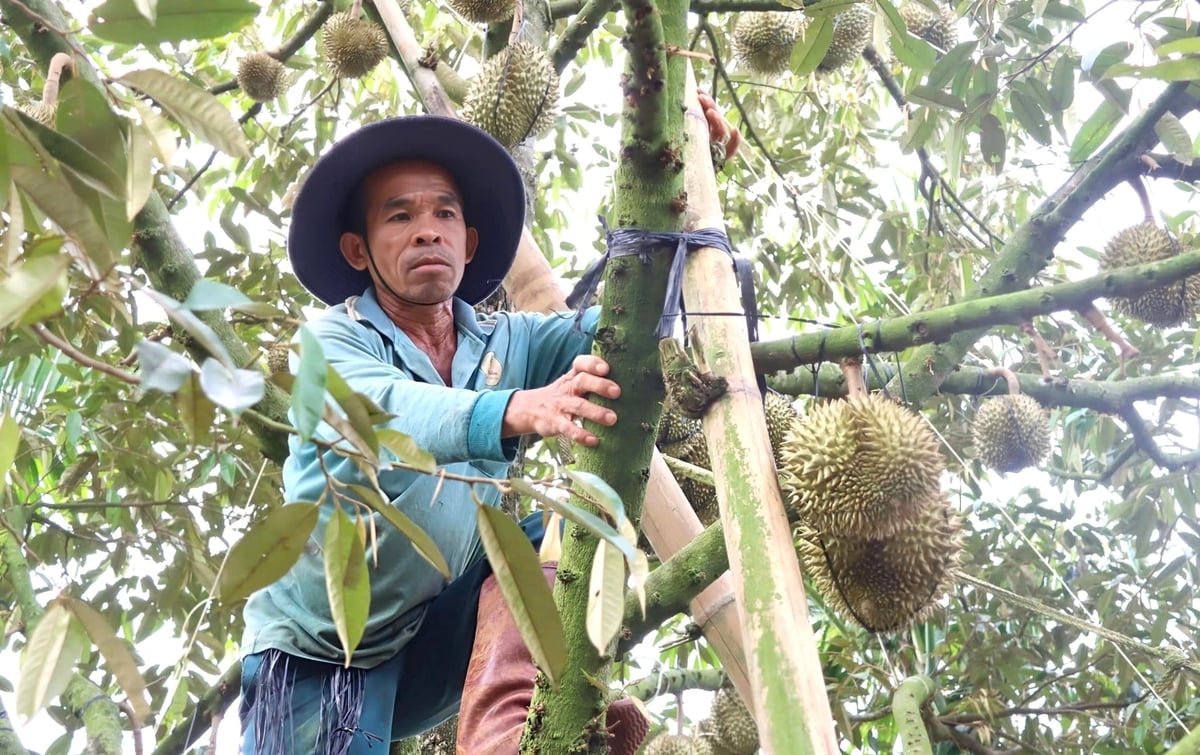 Gia đình ông Nguyễn Tấn Lục chủ động gia cố vườn sầu riêng trước mùa mưa. Ảnh: Tuấn Anh.