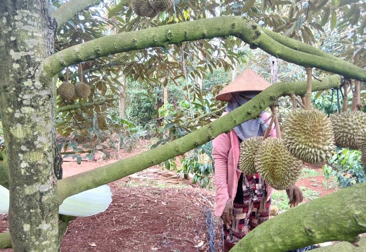 Nhiều gia đình tất bật gia cố vườn sầu riêng. Ảnh: Tuấn Anh.