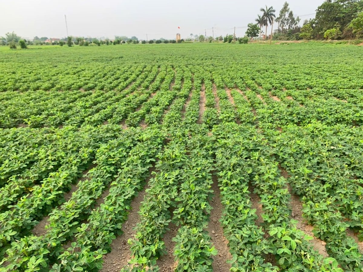 Nhờ chăm bón cân đối, phun phòng nấm bệnh đầy đủ nên năm nay HTX Nông nghiệp Hòa Bình được mùa lạc. Ảnh: Dương Đình Tường.