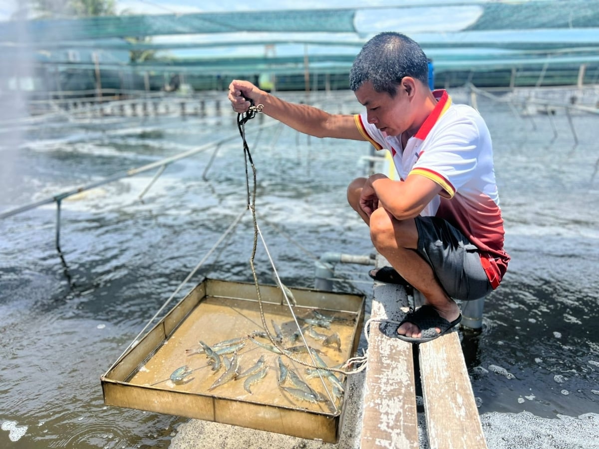 Tôm nuôi của gia đình anh Cao phát triển khá tốt, tuy nhiên giá tôm lại thấp. Ảnh: Trọng Linh.