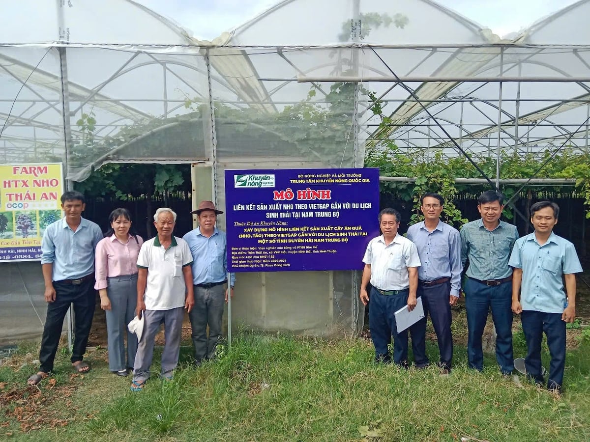 Các mô hình liên kết trồng nho theo chuỗi giá trị được địa phương quan tâm, mang lại hiệu quả cao. Ảnh: Phan Công Kiên.