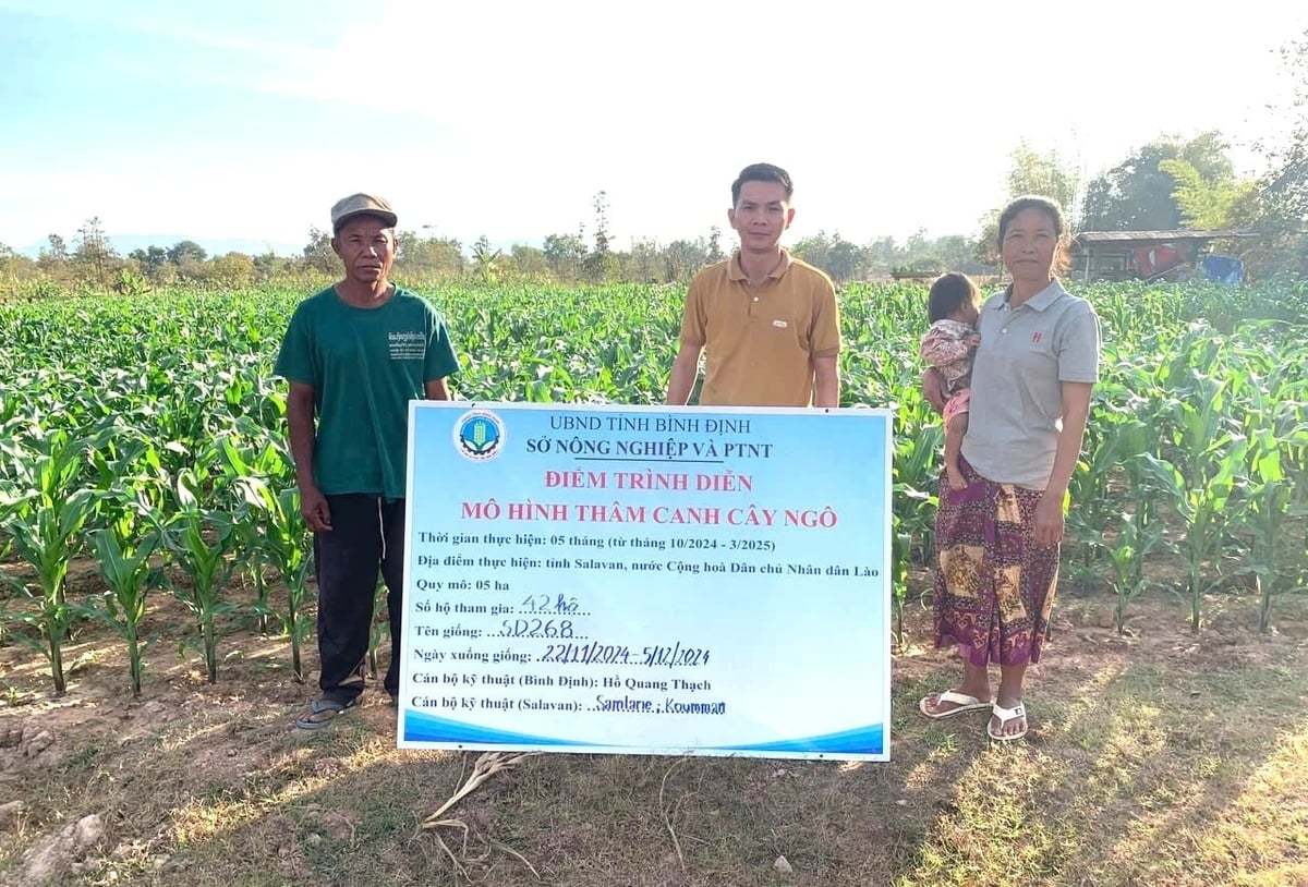 Mô hình thâm canh cây ngô tại tỉnh Salavan (Lào) do Trung tâm Khuyến nông Gia Lai thực hiện. Ảnh: V.Đ.T. 