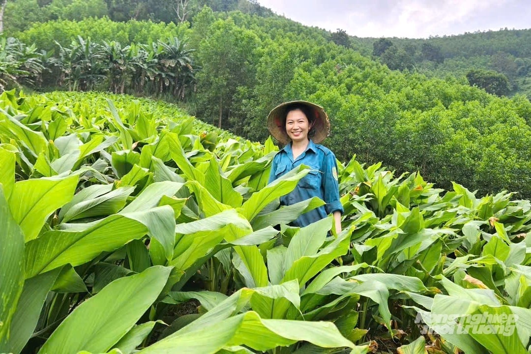 Sau nhiều nỗ lực, chị Vi Thị Ánh đã tìm ra cây nghệ nếp đỏ phù hợp với đất đồi cằn tại quê nhà. Ảnh: Trung Quân.