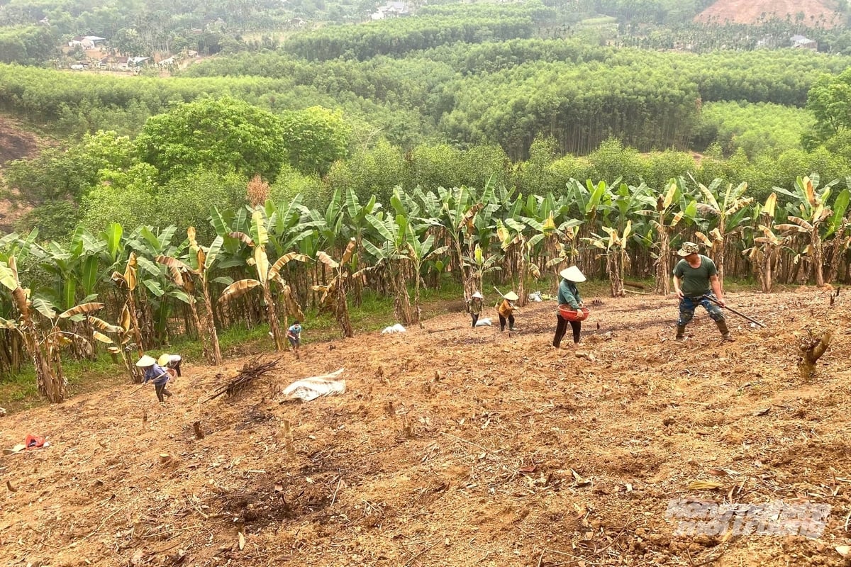 Nhiều hộ dân xã Thọ Bình đã bắt đầu chuyển đổi sang trồng nghệ nếp đỏ và tham gia liên kết sản xuất với HTX. Ảnh: Trung Quân.