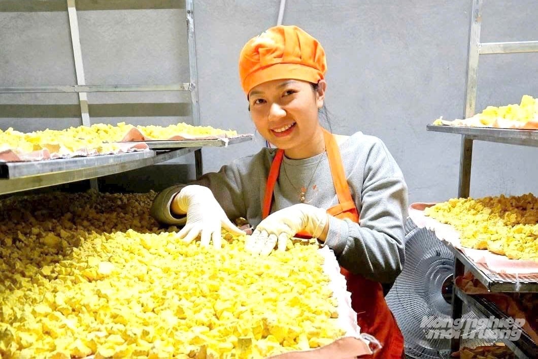 Từ nghệ tươi nguyên liệu, HTX Dược liệu Ánh Mai đã chế biến thành đa dạng các sản phẩm. Ảnh: Trung Quân.