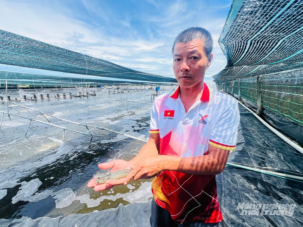 Mô hình nuôi tôm siêu thâm canh khẳng định được ưu thế trước biến đổi khí hậu những năm qua. Ảnh: Trọng Linh.
