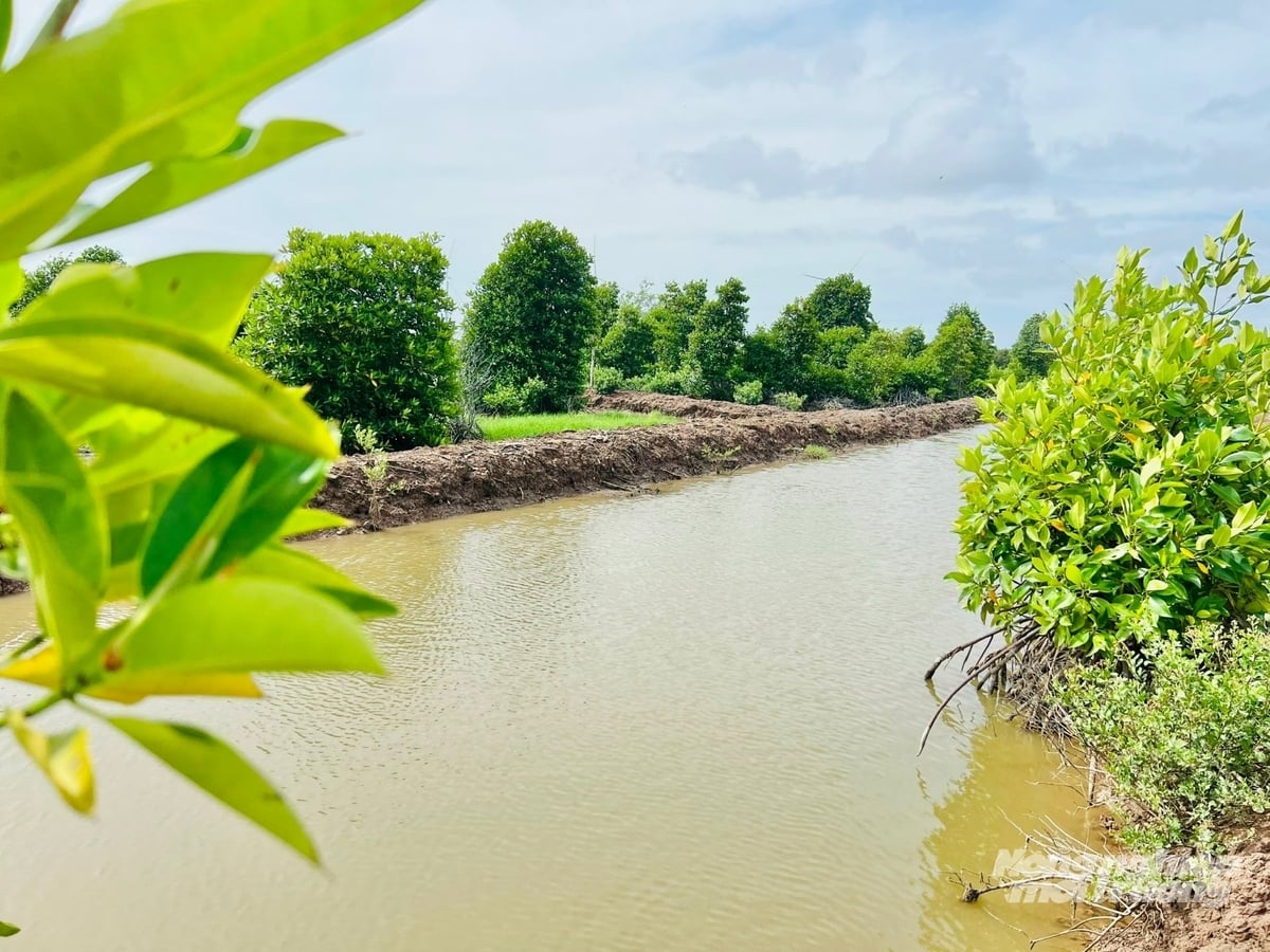 Tỉnh Cà Mau sẽ ưu tiên phát triển hạ tầng thủy lợi phục vụ ngành tôm. Ảnh: Trọng Linh.