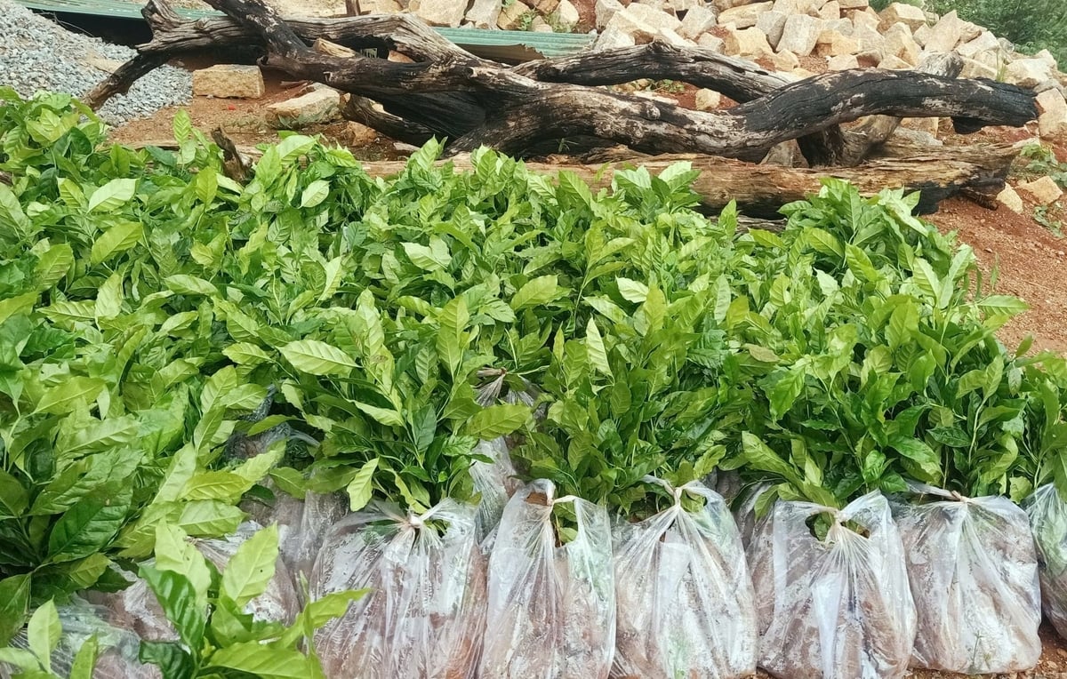 Hơn 89.000 cây cà phê giống Arabica đã được Trung tâm Khuyến nông tỉnh Quảng Ngãi cấp phát cho người dân. Ảnh: Khuyến nông Quảng Ngãi.