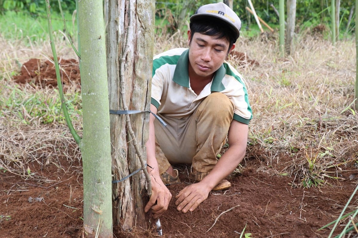 Anh Nguyễn Quốc Quyền, ở bon N'Ting, xã Quảng Sơn xót xa khi nhìn những cây tiêu trồng hơn 1 năm tuổi bị tuyến trùng làm cây khô và chết dần. Ảnh: Phạm Hoài.