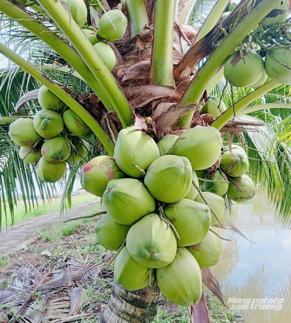 Trái dừa dứa có kích thước nhỏ hơn dừa Xiêm, vỏ màu xanh nhạt. Mỗi trái chứa khoảng 250 - 350ml nước dừa. Ảnh: Trọng Linh. Trái dừa dứa có kích thước nhỏ hơn dừa Xiêm, vỏ màu xanh nhạt. Mỗi trái chứa khoảng 250 - 350ml nước dừa. Ảnh: Trọng Linh.