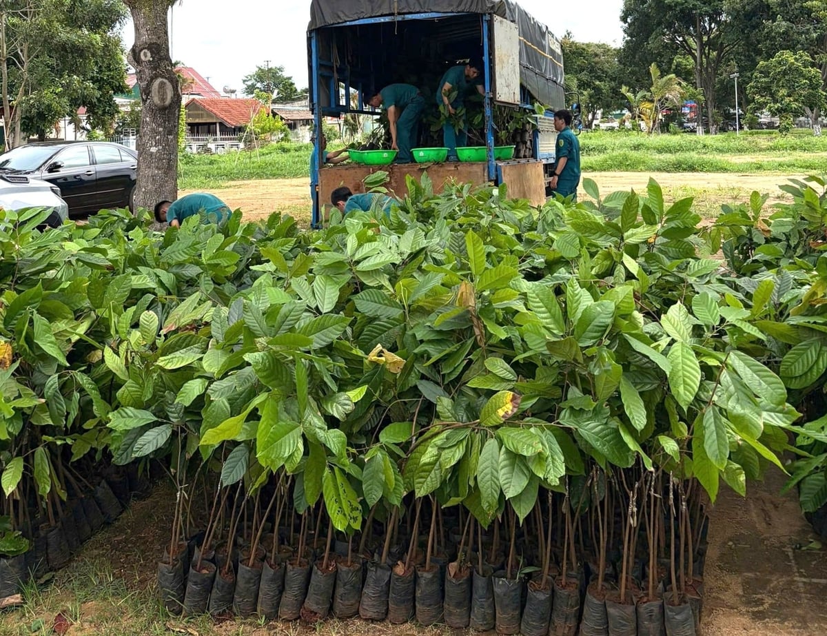 Cacao Land bàn giao hơn 17.600 cây giống ca cao cho nông dân xã Ea Knốp và Công ty TNHH MTV Cà phê 52 (xã Ea Kar). Ảnh: Cacao Land.