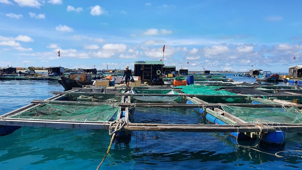 Khu vực nuôi cá lồng bè của người dân Lý Sơn. Ảnh: L.K.