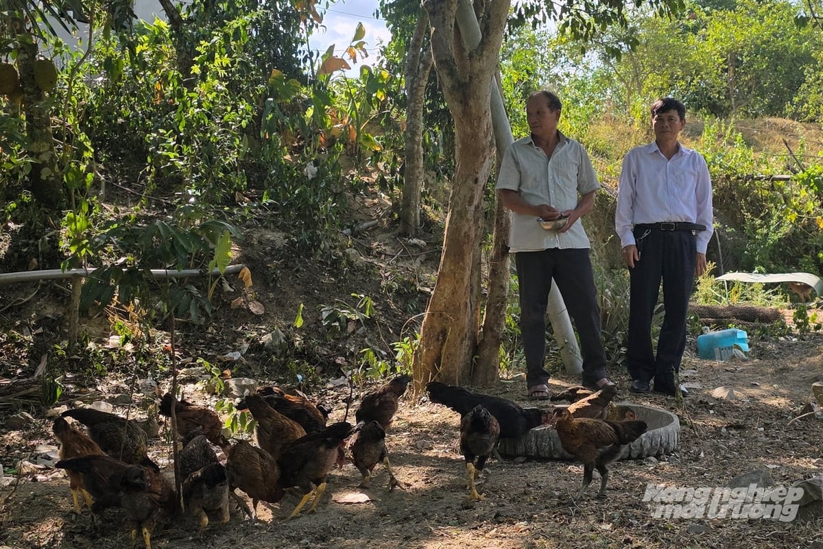 Ông Trần Văn Cần (phải) là người đã 'chắp cánh' cho thương hiệu gà đồi Tuyên Hóa. Ảnh: Võ Dũng.