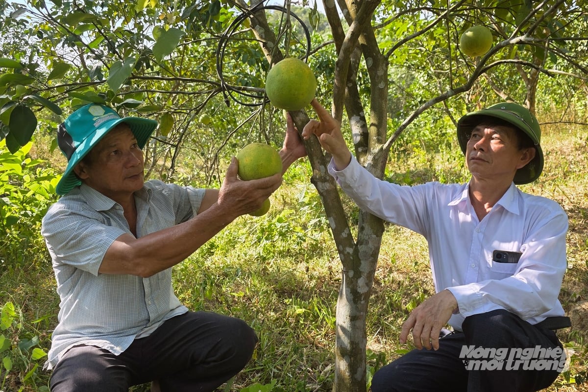 Ông Trần Văn Cần (phải) tư vấn cho nông dân kỹ thuật chăm sóc cây bưởi Tuyên Hóa. Ảnh: Võ Dũng.