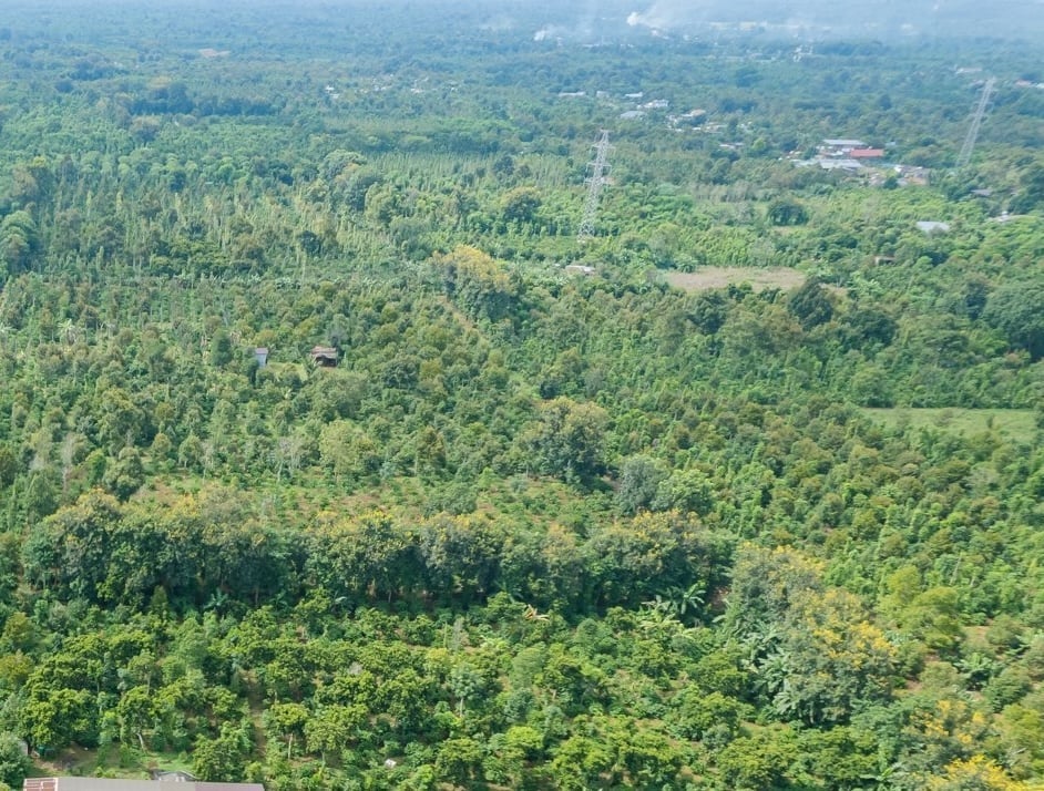 Theo các chuyên gia, việc trồng đa cây trên cùng một diện tích cũng giúp phòng ngừa một số bệnh cho cây hồ tiêu. Ảnh: Phạm Hoài.