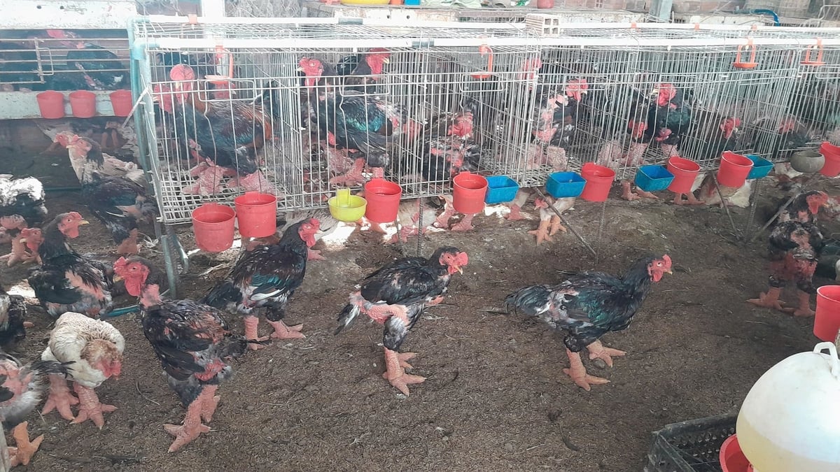 Sản xuất giống gà Đông Tảo bằng thụ tinh nhân tạo là sáng kiến tiêu biểu của anh Phương. Ảnh: Trần Trung.