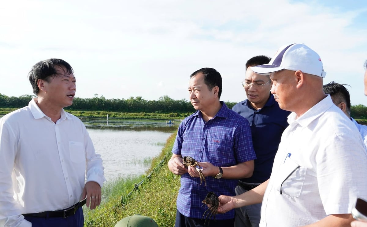 Ông Trần Đình Luân, Cục trưởng Cục Thủy sản và Kiểm ngư (áo sơ mi xanh) thăm mô hình nuôi trồng thủy sản tại Hưng Yên. Ảnh: Hồng Thắm.