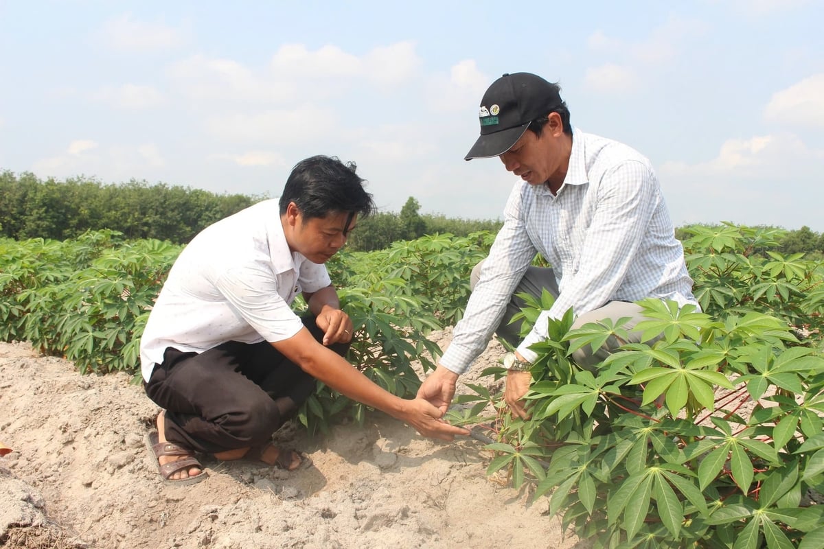 Các mô hình do anh Phương triển khai tập trung giảm chi phí sản xuất, nâng cao năng suất, thúc đẩy sử dụng vật tư nông nghiệp an toàn, bảo vệ môi trường. Ảnh: Trần Trung.