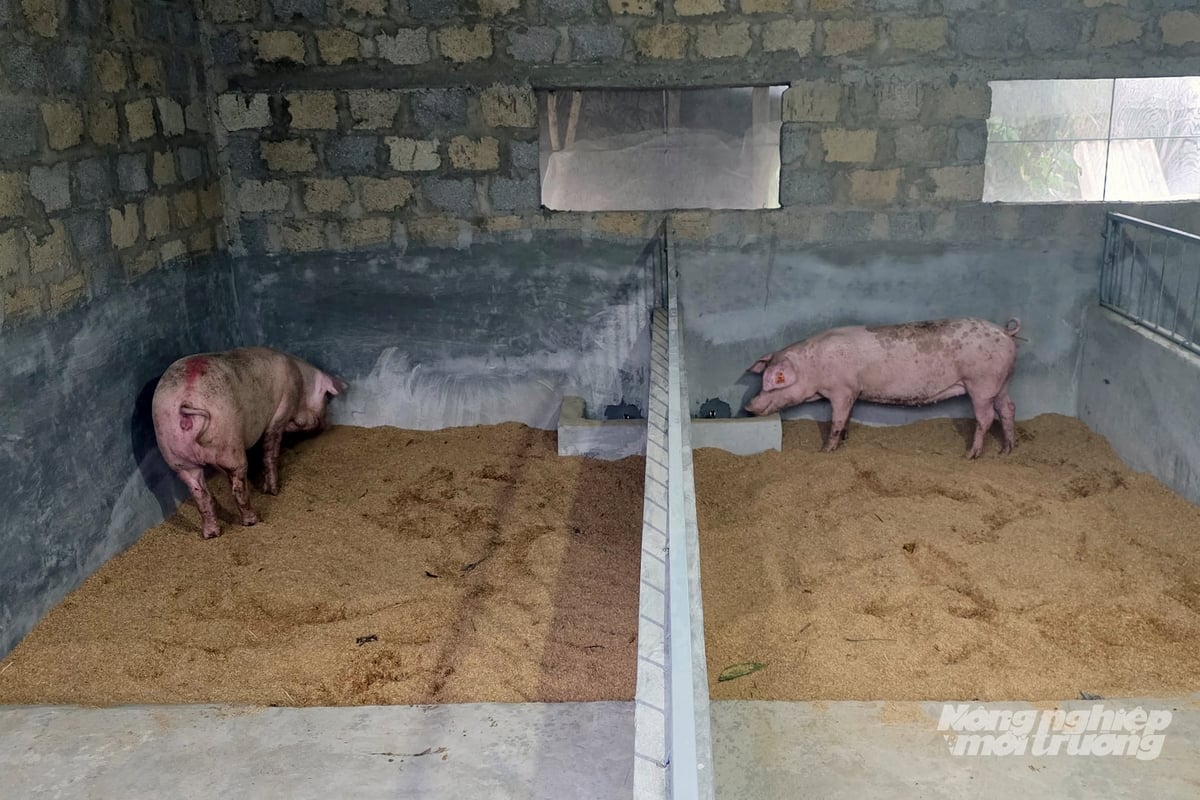 Những con lợn hậu bị sẽ là nguồn cung con giống chất lượng để người dân nuôi lợn theo hướng hữu cơ. Ảnh: Võ Dũng.