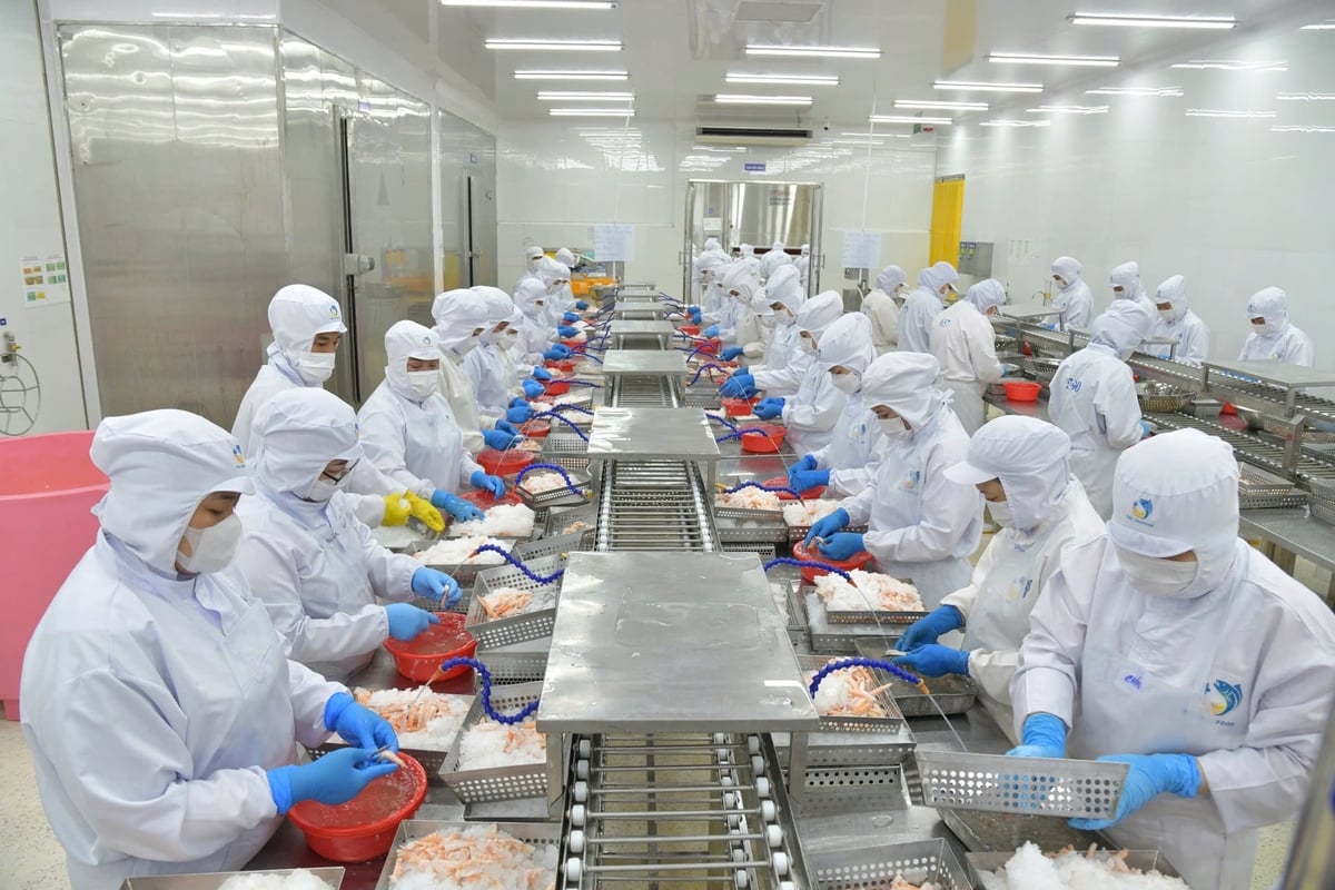Xuất khẩu tôm của Việt Nam 6 tháng đầu năm 2026 đạt 2,3 tỷ USD, tăng 13,6% so với cùng kỳ năm ngoái. Ảnh: Hồng Thắm.