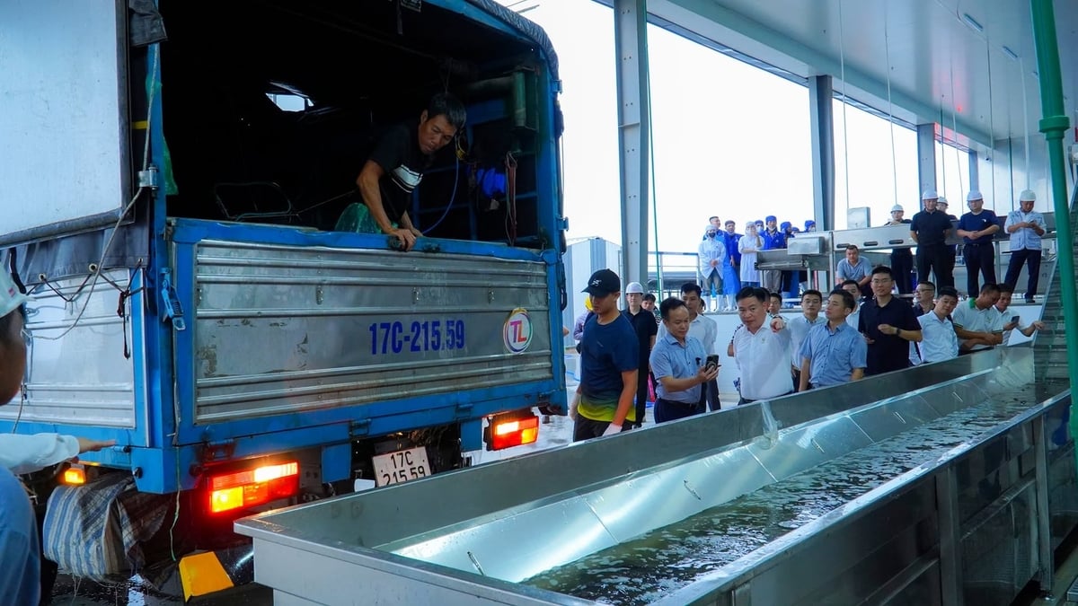 Ngay từ sáng sớm, những chuyến xe chở cá rô phi nguyên liệu đầu tiên từ vùng nuôi liên kết đã được vận chuyển về nhà máy. Ảnh: HT.