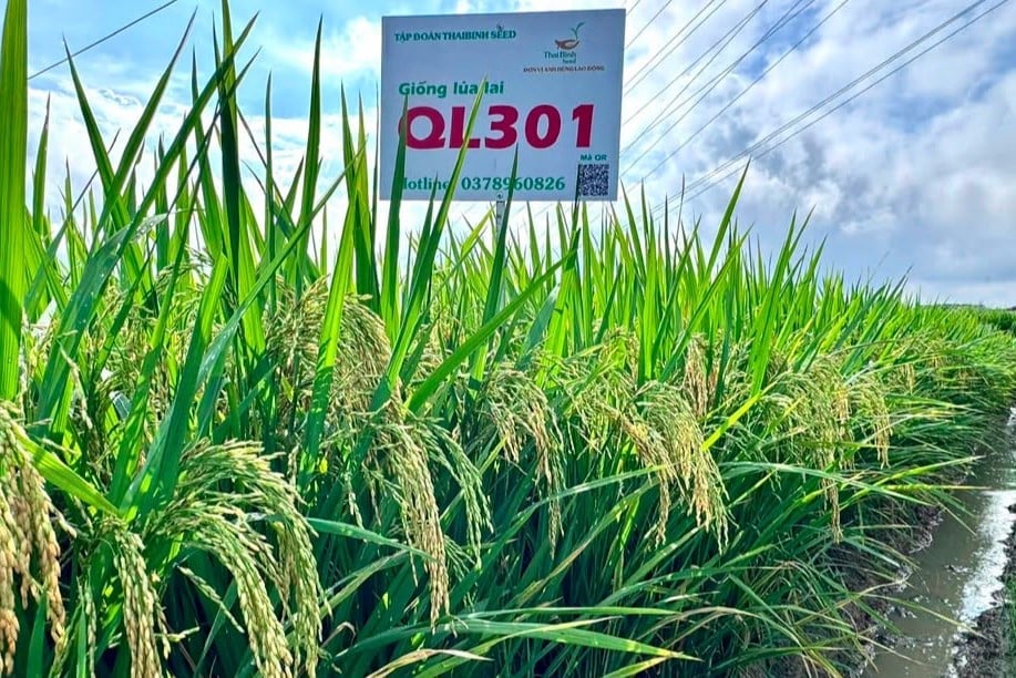 Giống lúa QL301 có tốc độ sinh trưởng tốt, cây cứng, ít sâu bệnh, cây phát triển khỏe và đồng đều. Ảnh: ThaiBinh Seed. Giống lúa QL301 có tốc độ sinh trưởng tốt, cây cứng, ít sâu bệnh, cây phát triển khỏe và đồng đều. Ảnh: ThaiBinh Seed.