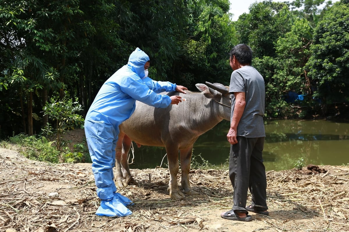 Cán bộ thú y xã Bảo Nhai tiêm phòng vaccine LMLM cho đàn trâu trên địa bàn xã. Ảnh: Thanh Ngà.