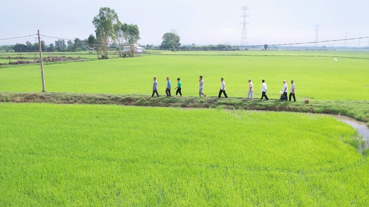 Cán bộ kỹ thuật và nông dân tham quan cánh đồng lúa áp dụng giải pháp 'Hành trình Xanh - Đất khỏe, cây trồng khỏe' tại vùng ven sông Vàm Cỏ, tỉnh Tây Ninh. Ảnh: Ngọc Vân.